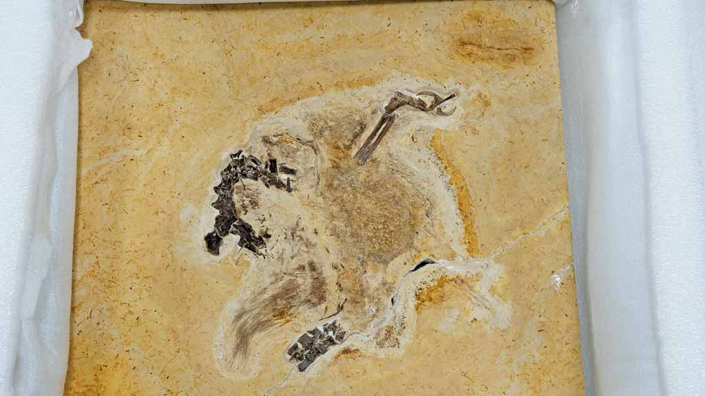 Fóssil de dinossauro de 110 milhões de anos, contrabandeado para